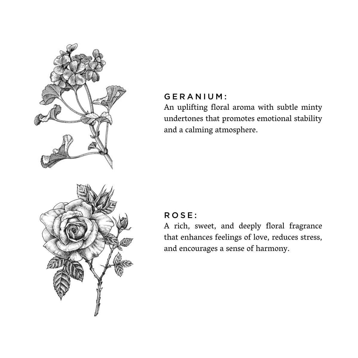 Geranium + Rose - The Sunflower Store Co