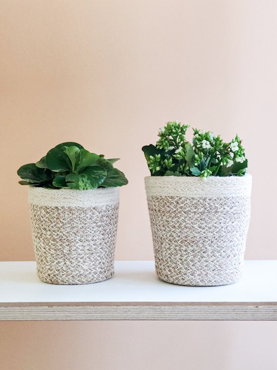 Agora Plant Basket - White - The Sunflower Store Co