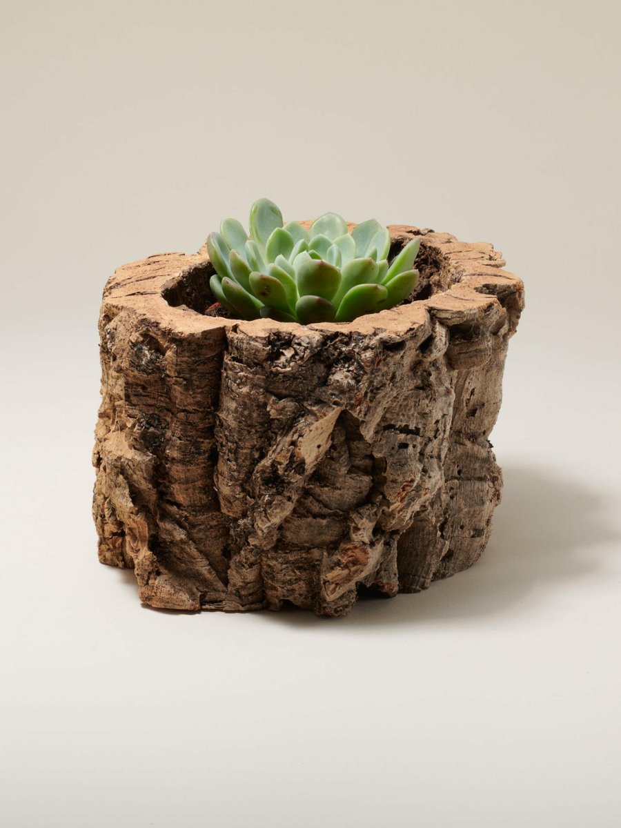 Natural Cork Bark Planter - The Sunflower Store Co