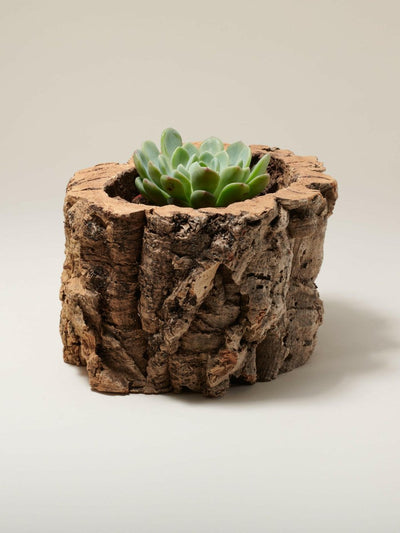 Natural Cork Bark Planter - The Sunflower Store Co